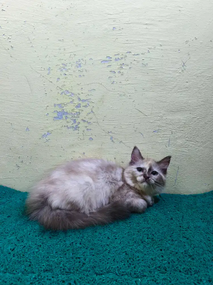 Himadol Betina Kitten