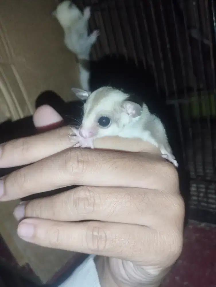 Termurah Sugar glider Caramel white tip secuil di ekor