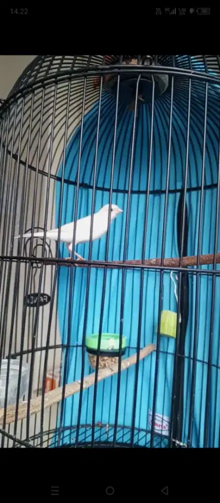 Paud Kenari serian lokal