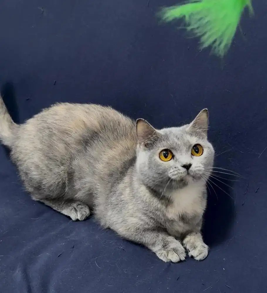 MUNCHKIN BETINA PROVEN