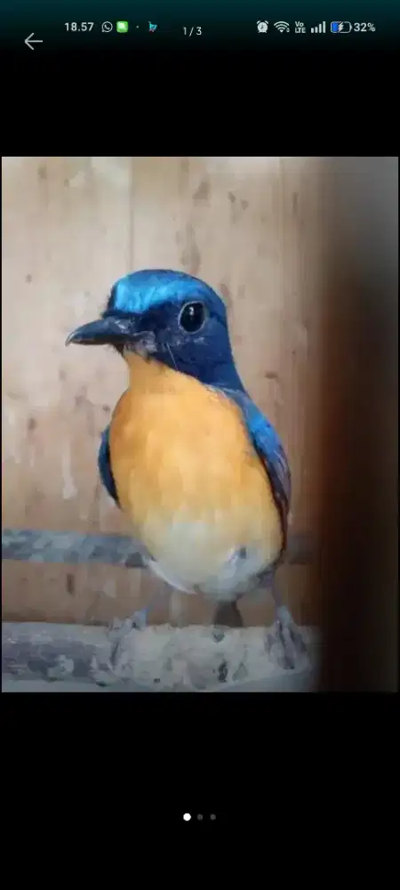 Tledekan gunung bahan