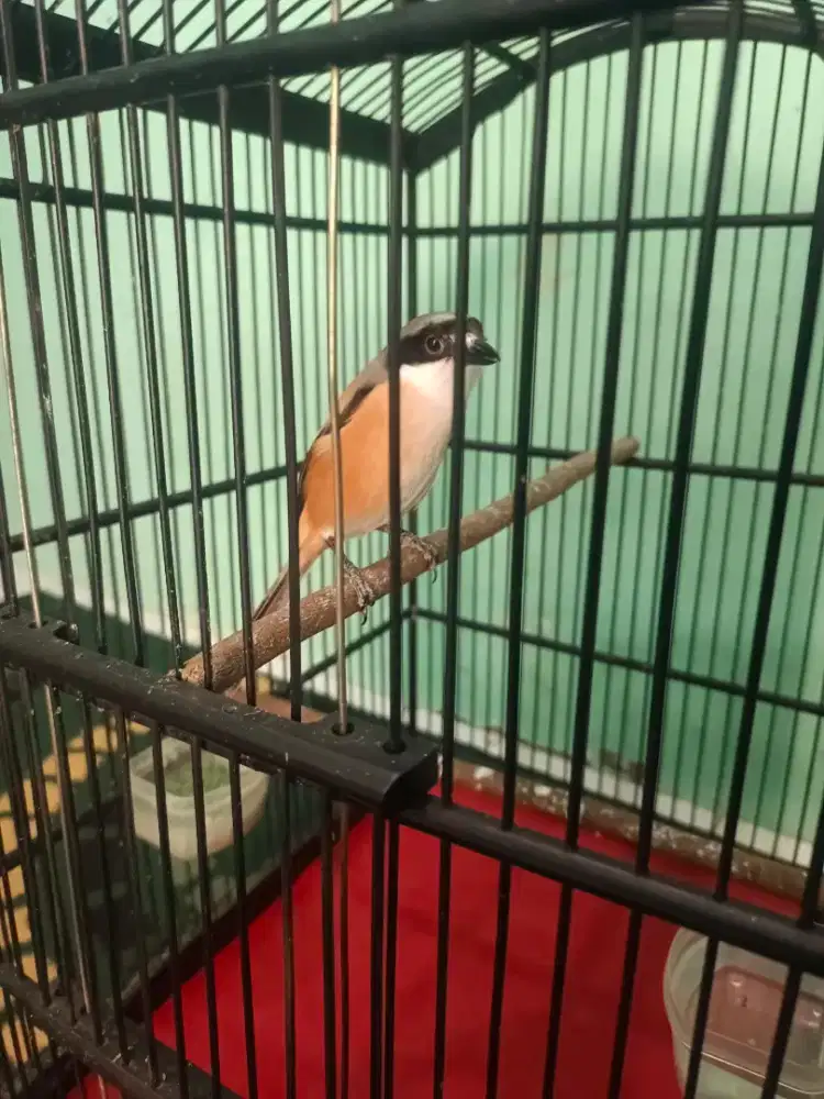 Pentet madura pastol