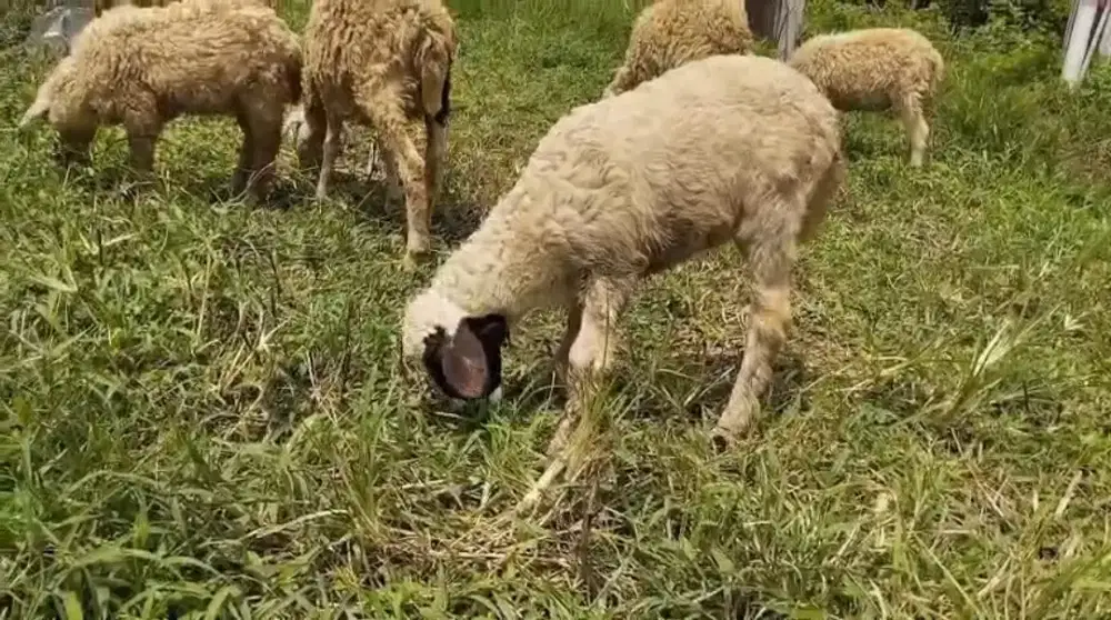 domba / anakan domba / cempe