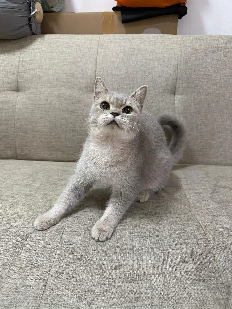 BSH BETINA GOLDEN BLUE PROVEN