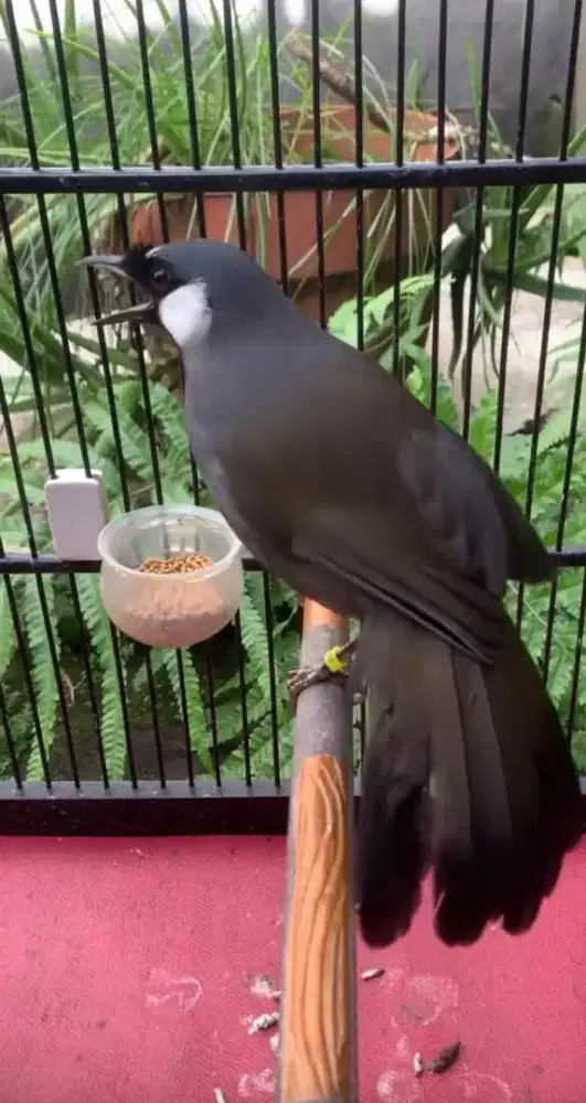 Poksay Hongkong gacor