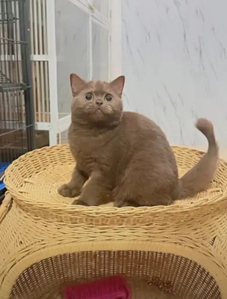 British shorthair cinamon choco