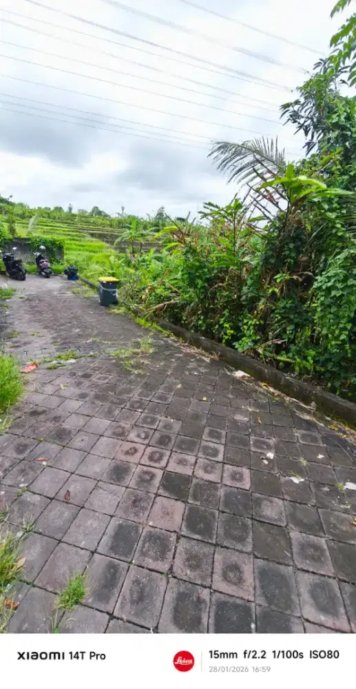 Tnh 3are loss sungai view rice field buduk dkt tumbak bayuh itr kuning