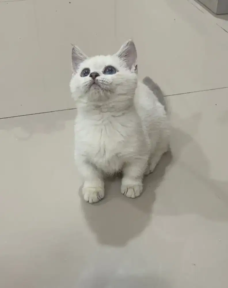 Betina Bsh Munchkin Silver Point Blue Eyes