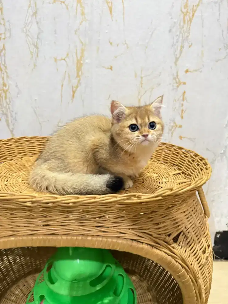 British shorthair golden