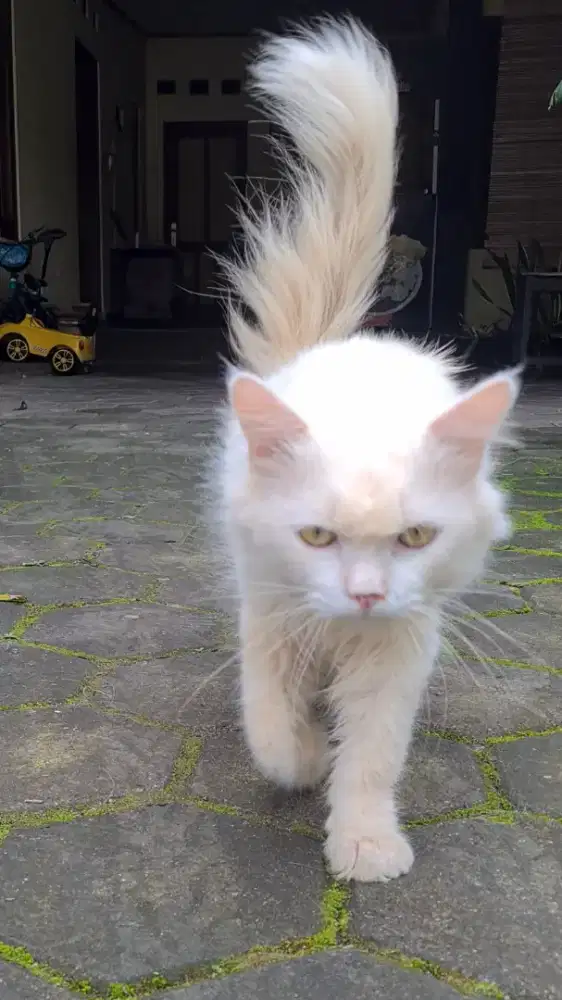 Kucing Persia Medium Bigbone Jantan Dewasa Jogja Murah