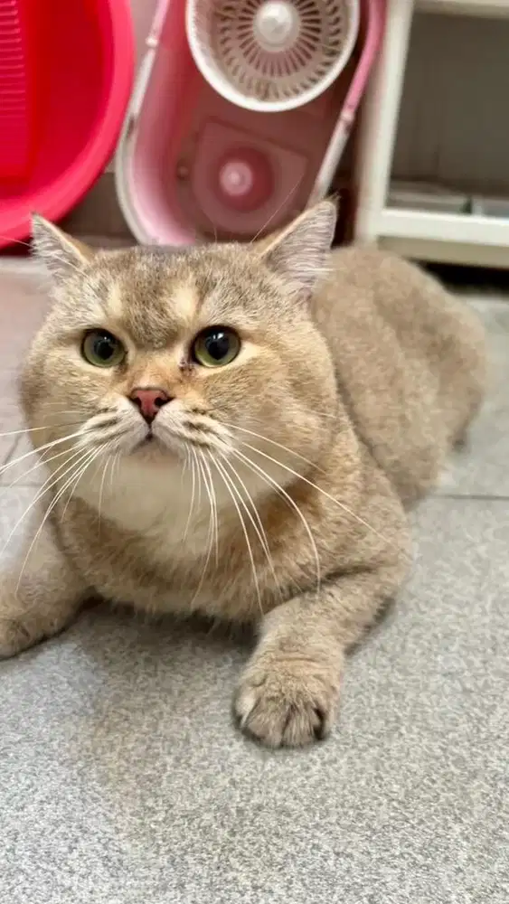 British Shorthair Golden