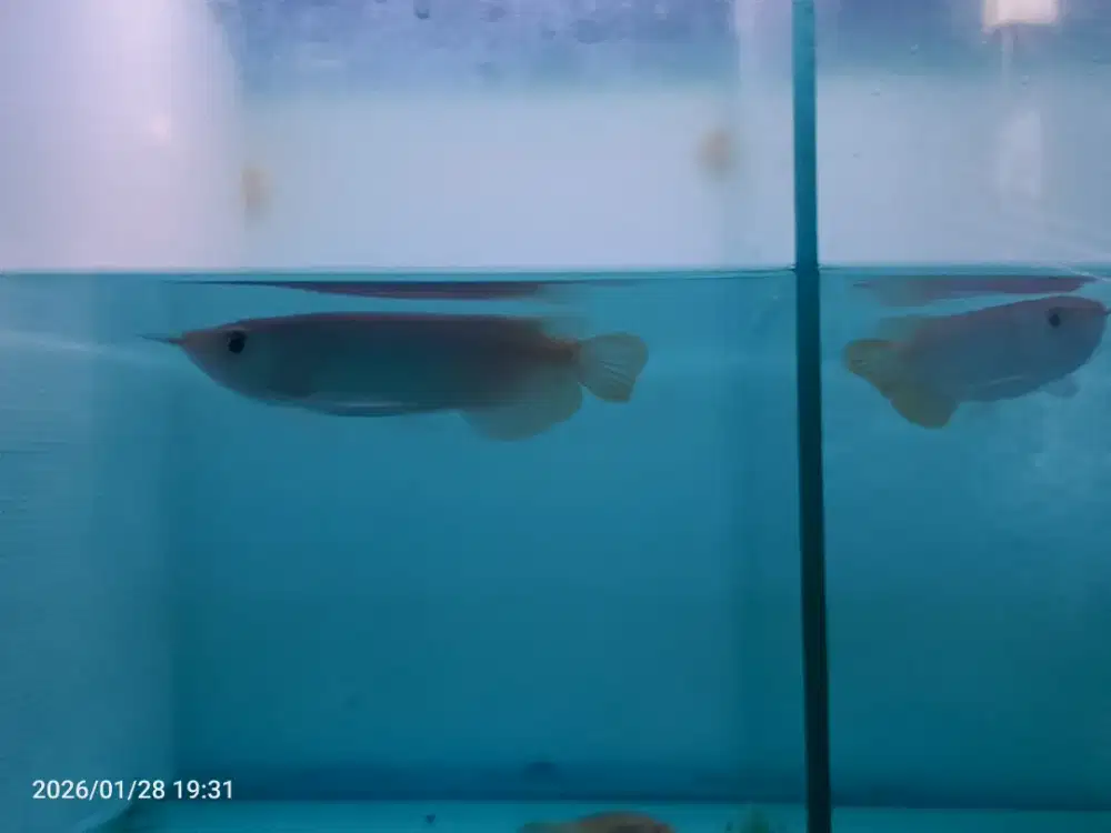 Arwana Super Red 14-15cm