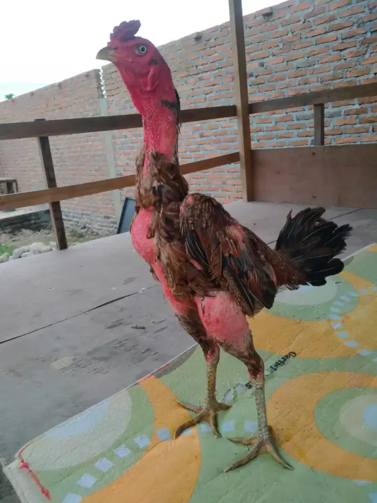 Pejantan Siam Bulbi Pama