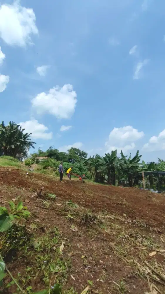 Buruh kebun - Petani - berkebun