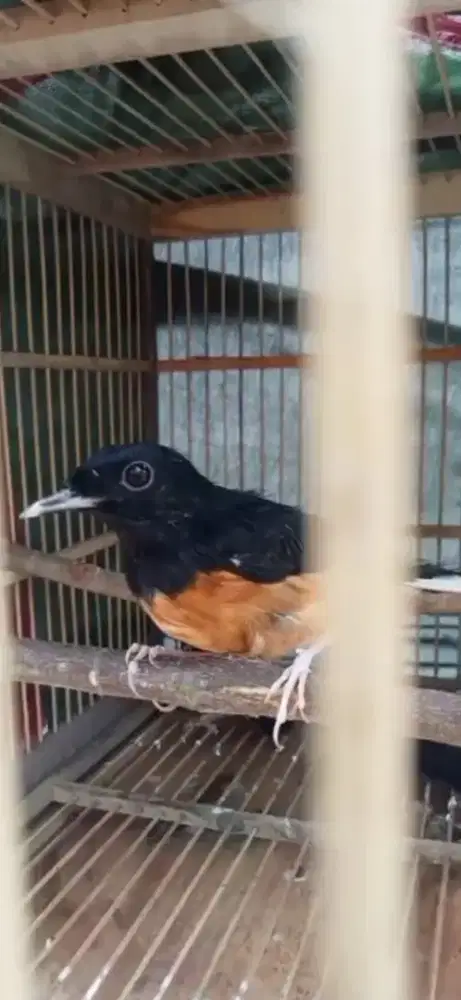 Murai betina paruh putih split panda