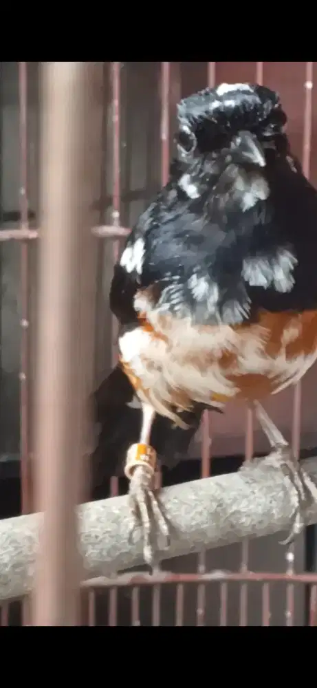 Murai jantan blorok extreme ekor hitam