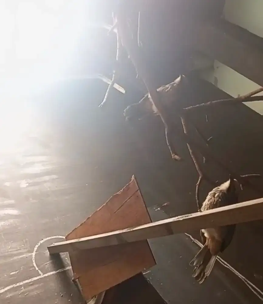 Cucak rawa produksi siap lanjutin