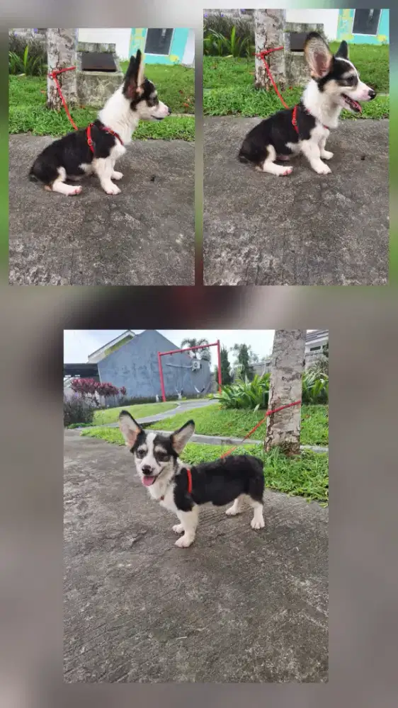 Dijual anakan mini corgi jantan