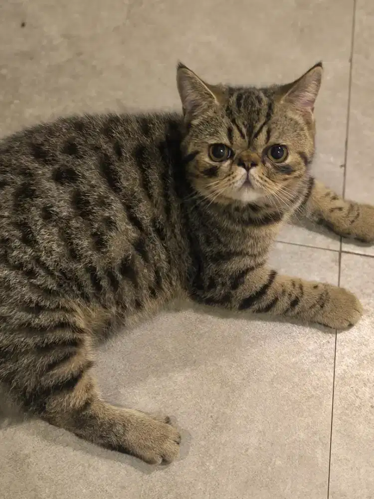 Anak kucing Exotic Shorthair Peaknose