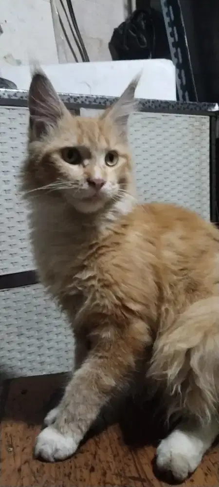 Maine coon betina 10bulan pure