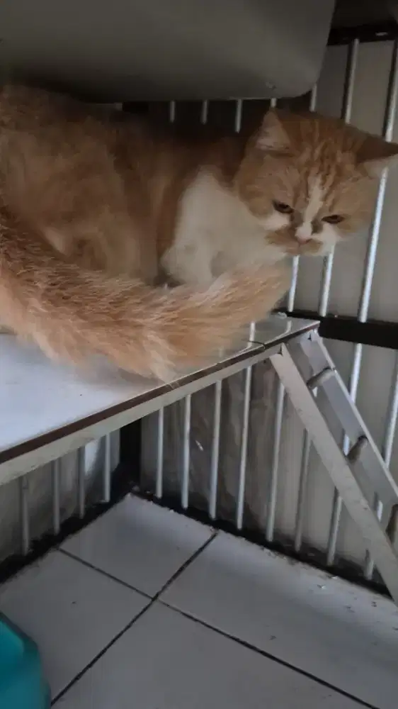 Kucing betina mix bsh