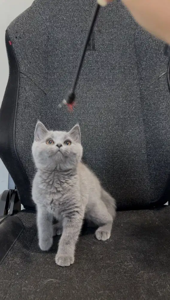 Kucing British Short Hair (BSH) Kitten Blue Solid