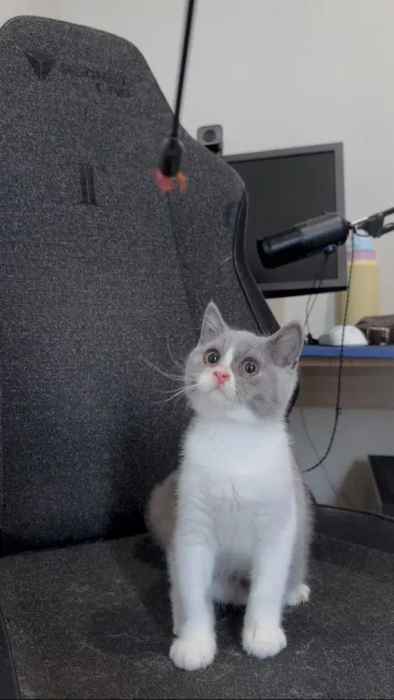 Kucing British Short Hair (BSH) Kitten Bicolor