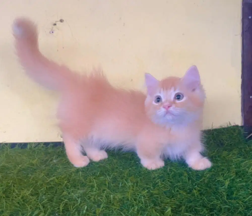 Kucing ras munckin x persia long hair