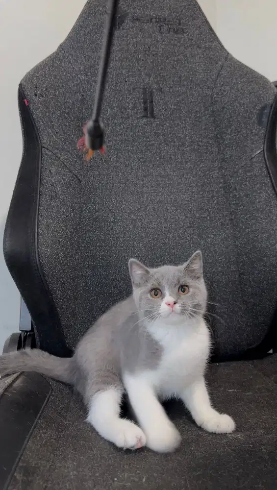Kucing British Short Hair (BSH) Kitten Bicolor