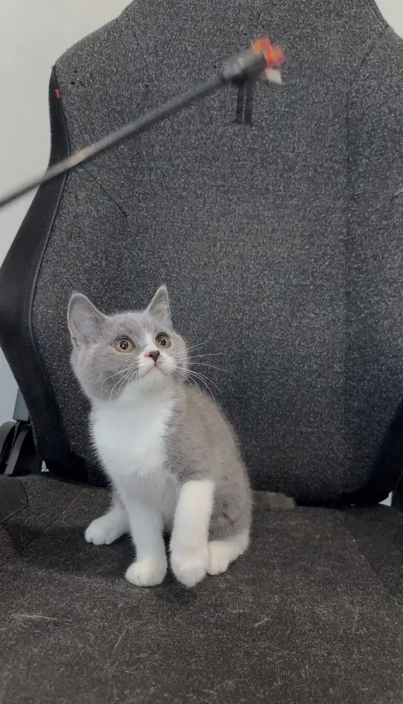 Kucing British Short Hair (BSH) Kitten Bicolor