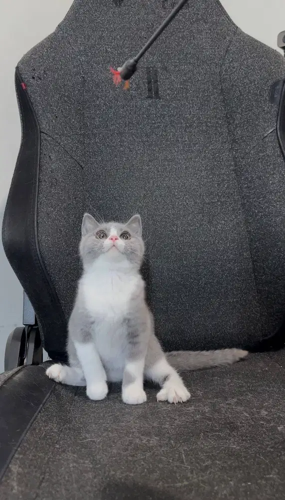 Kucing British Short Hair (BSH) Kitten Bicolor