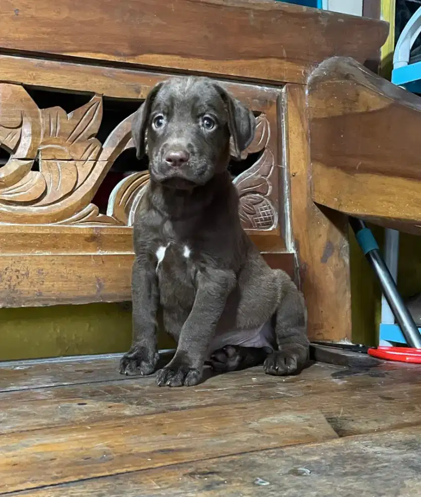 anak anjing labrador