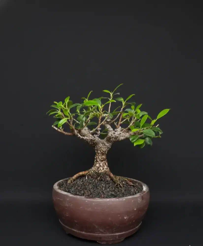 Bonsai Kimeng (Ficus Microcarpa)