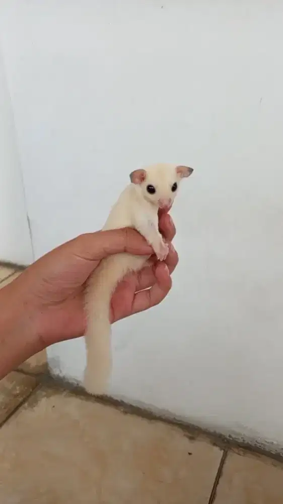 Sugar Glider Leucistic