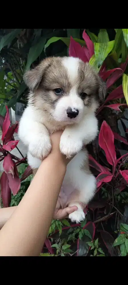 Dicari pawparents puppy corgies