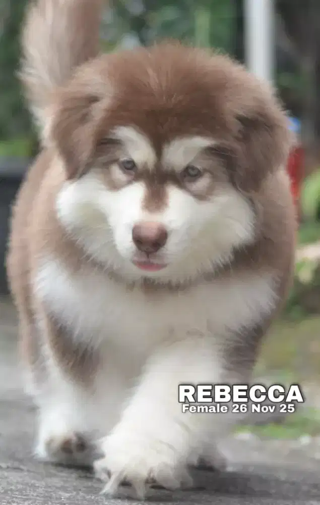 Alaskan malamute red betina •REBECCA•