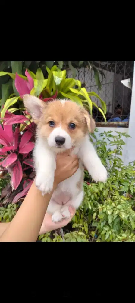 Dijual corgy betina