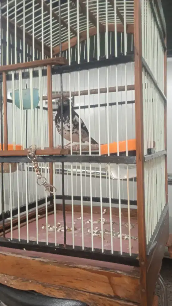 Burung anis kembang.