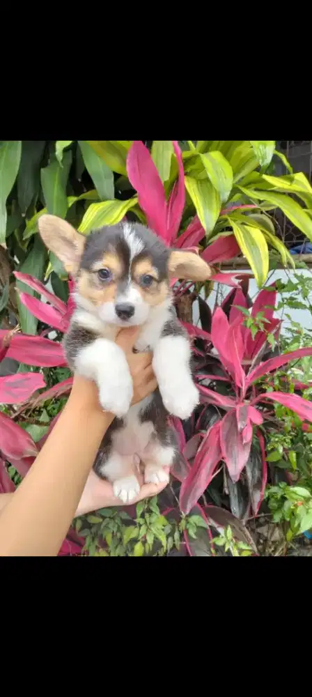 Dijual puppy betina