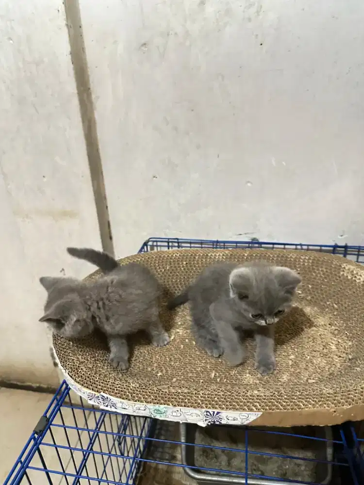 BSH British Shorthair Kitten Blue 3 bulan
