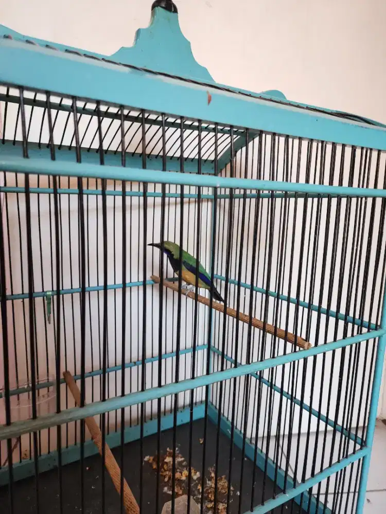 Cucak cc bocor murah