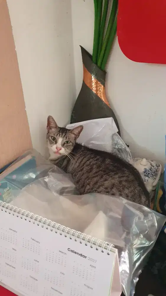 BUTUY OJEK PRIBADI PP