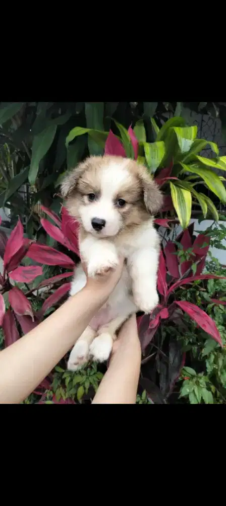 Dicari pawparents puppy female corgy