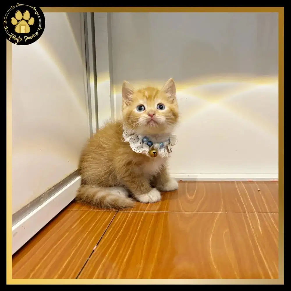 BRITISH SHORTHAIR MUNCHKIN NON STANDAR JANTAN