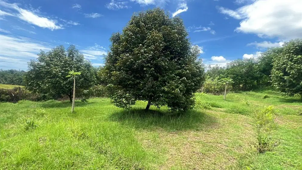 Jual kebun durian premium sudah aktif berbuah,view sawah di tabanan.