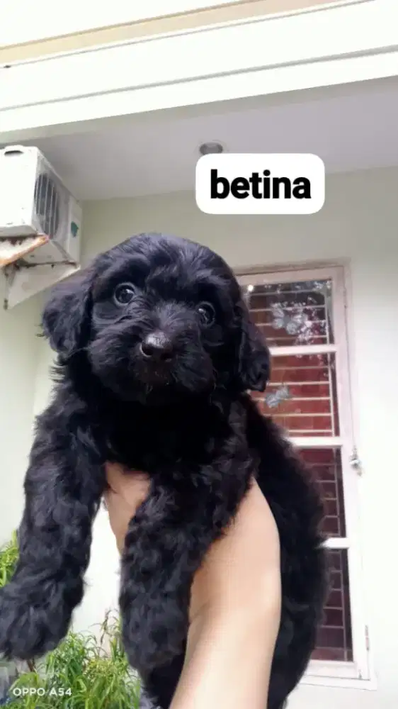 JUAL POODLE HITAM/BLACK POODLE MURAH