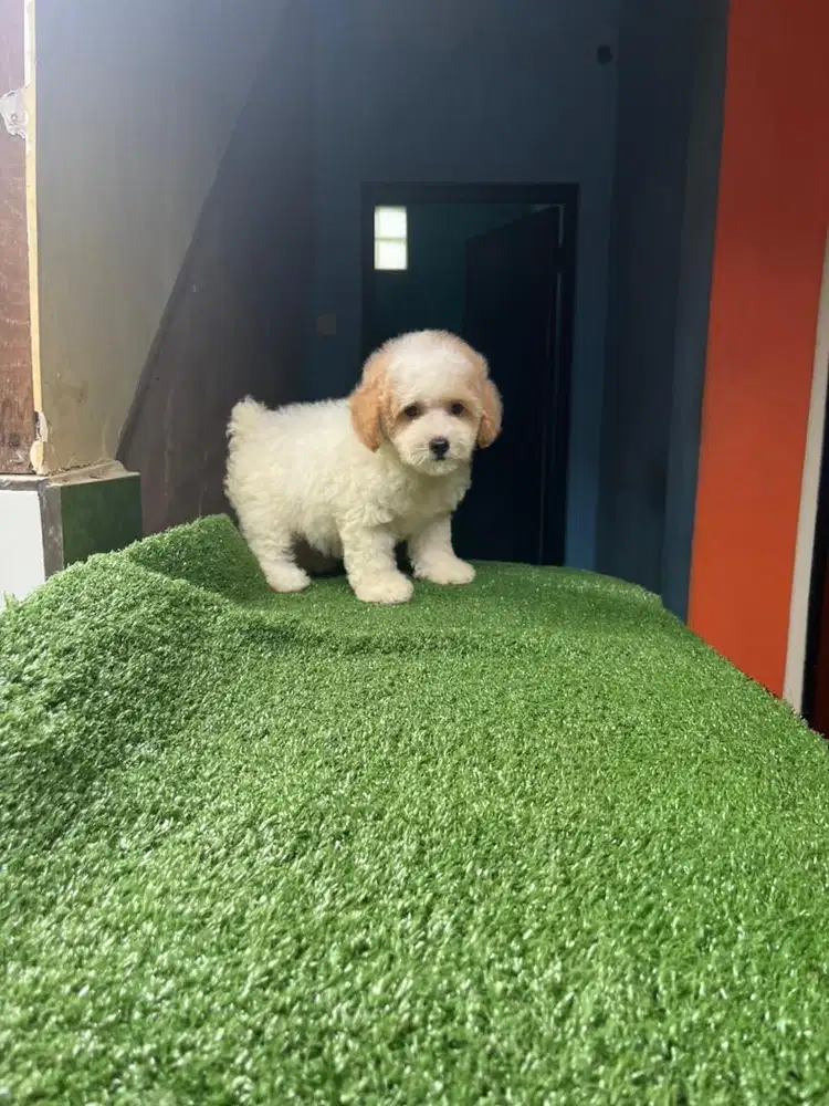 Party Toy Poodle Stambum Betina