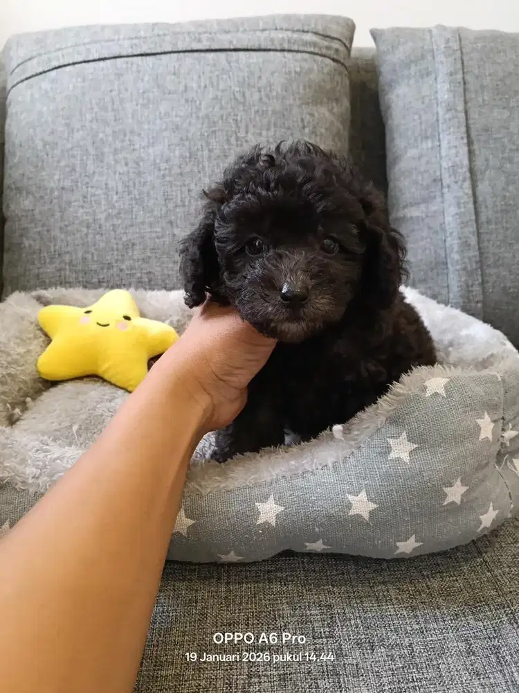 Silver Tiny Poodle Stambum