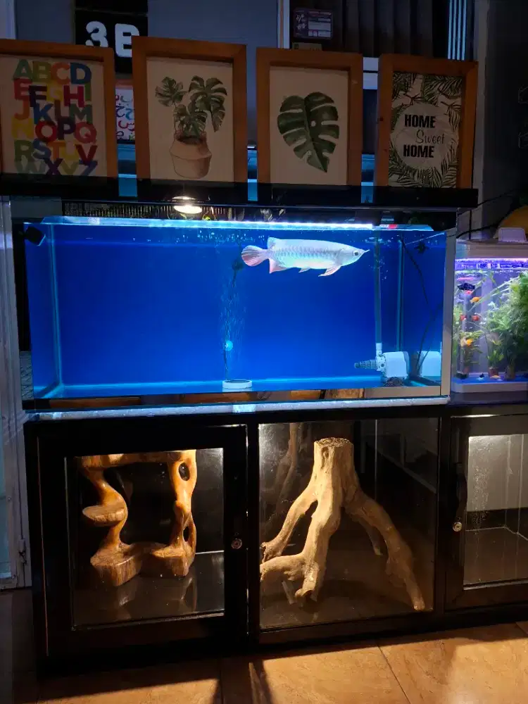 Arwana Red Serti Fullset Aquarium keren