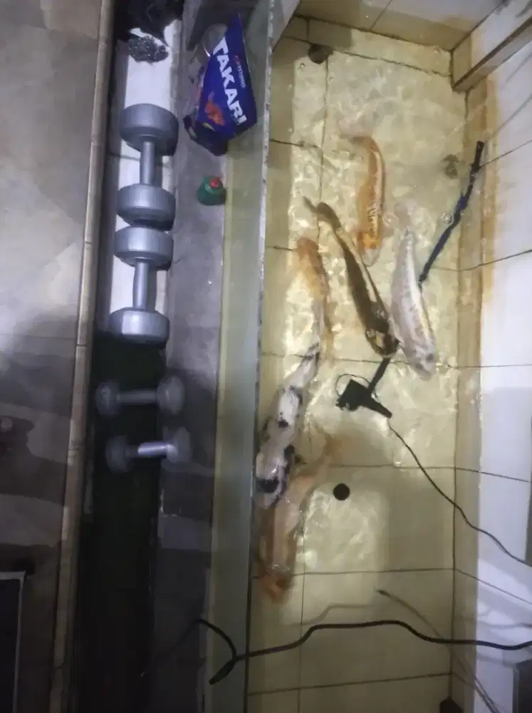 Jual lima  Koi sehat nego deal